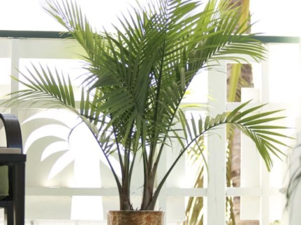 Lowe’s Majesty Palm House Plant only $15!